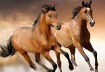 Atlara da Kayyım Atadılar!