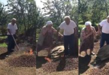 Karadeniz’de Erdoğan’a Tepki: Fındık 7.5 Liraya Satılıyor diye Çuval Çuval Fındık Yaktı