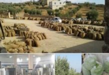 Yağmalanan Afrin zeytini İsviçre Parlamentosu’nda: Türkiye kendi markasıyla satıyor, soruşturulsun