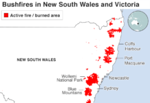 Avustralya yanıyor: Belçika’nın 2 katı alan kül, 480 milyon hayvan telef oldu