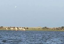 Delta’da 100 yıl sonra flamingo grubu görüldü