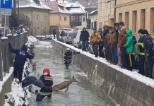 Buz tutmuş dereden geyik kurtarma operasonu