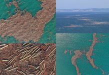 Türkiye’de yaşanan sel felaketinden sonra Karadeniz’de tomruk adacıkları oluştu