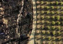 Greenpeace, Türkiye’de yanan alanların uydu görüntülerini yayınladı