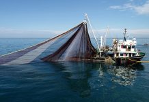 Karadeniz’de mayın alarmı! Balık avı ikinci bir duyuruya kadar yasaklandı