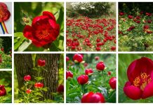 Romanya, laleler ülkesi Hollanda’ya çiçek satmaya başladı