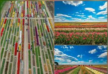 Bükreş yakınlarındaki küçük Holllanda