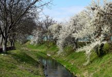 Romanya’nın tek termal deresi ‘Peţa’ üzerinde yol genişletme tartışması