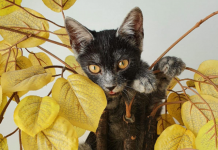 Romanya’nın ilk yerli kedisi ‘Transilvanya’ tanıtıldı