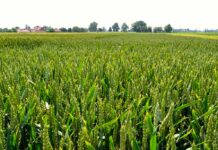 Romanya, bu yıl tahılda rekor hasat bekliyor